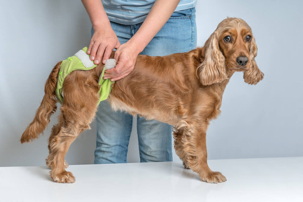 犬にパンツ型おむつをはかせる飼い主
