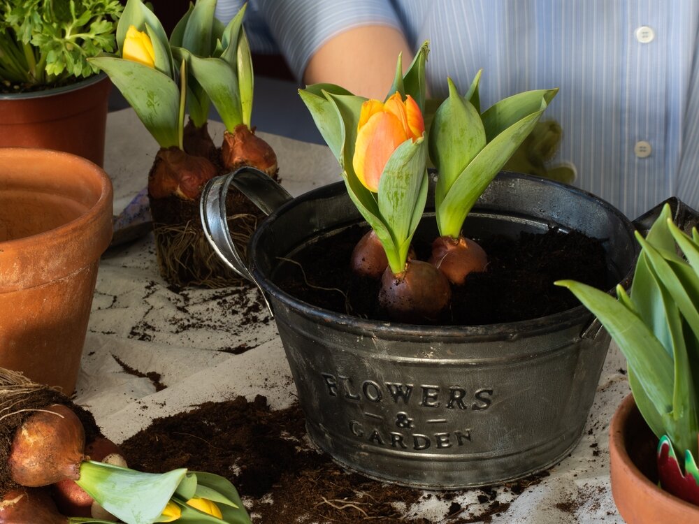 鉢に植えられたチューリップの球根