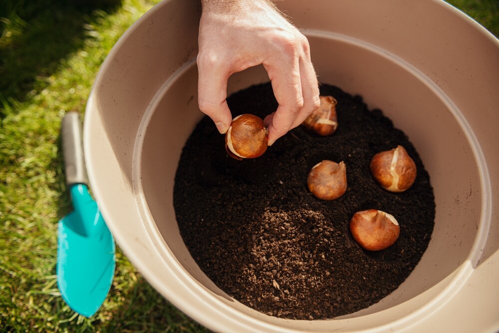 鉢に球根を植える手元