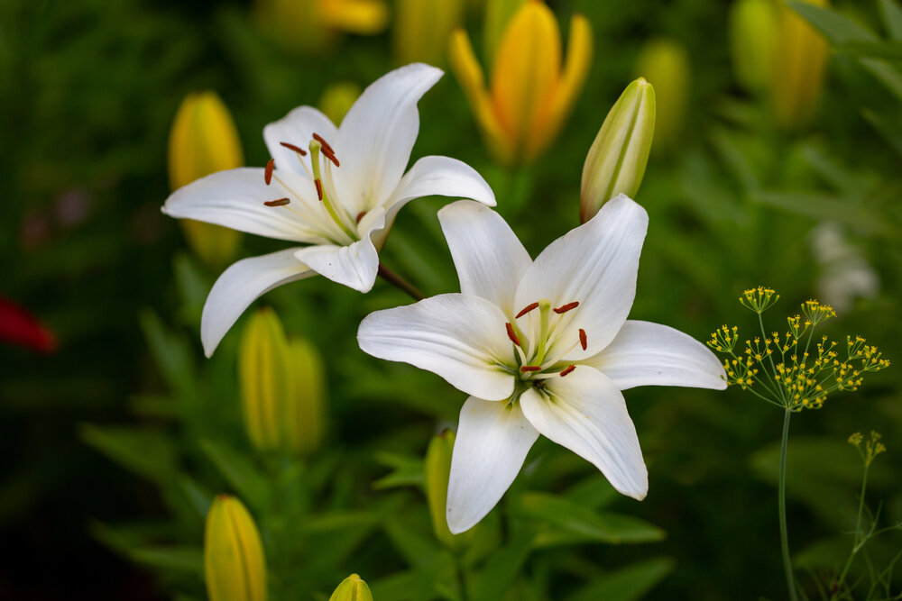 きれいに咲いたユリの花