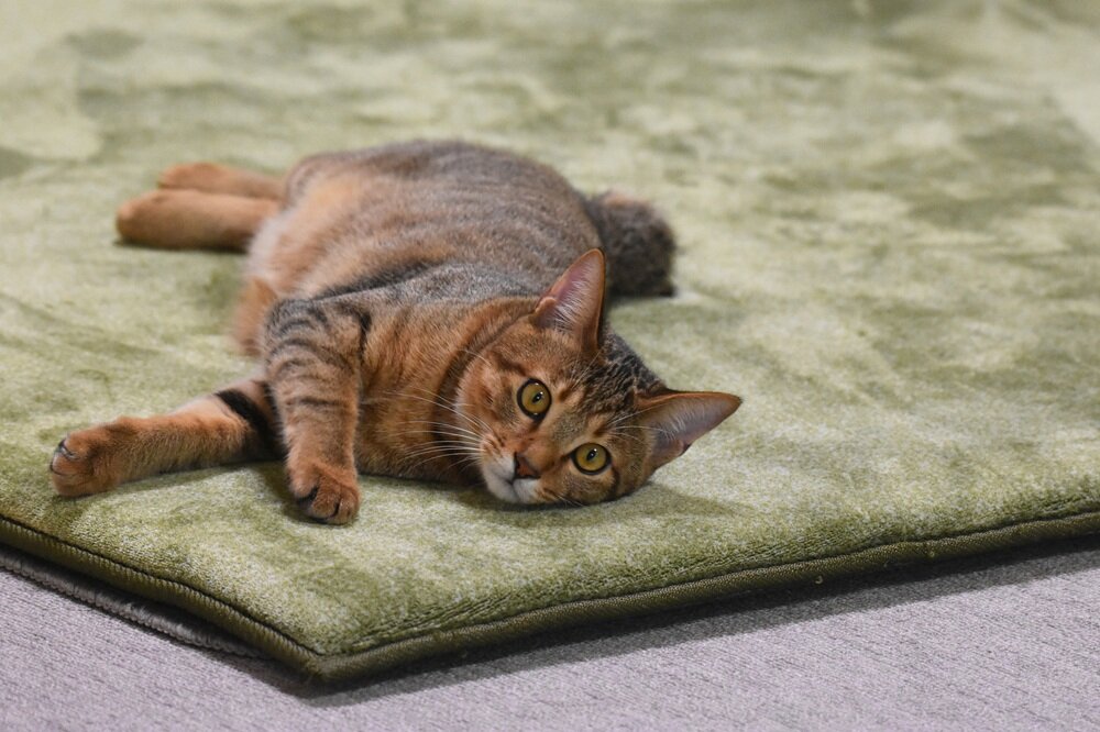 ホットカーペットの上に寝る猫