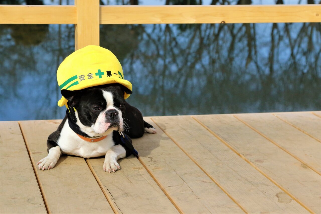 ヘルメット着用の犬