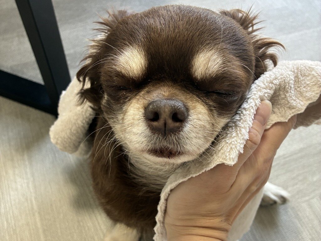 タオルで拭かれる茶太郎くん