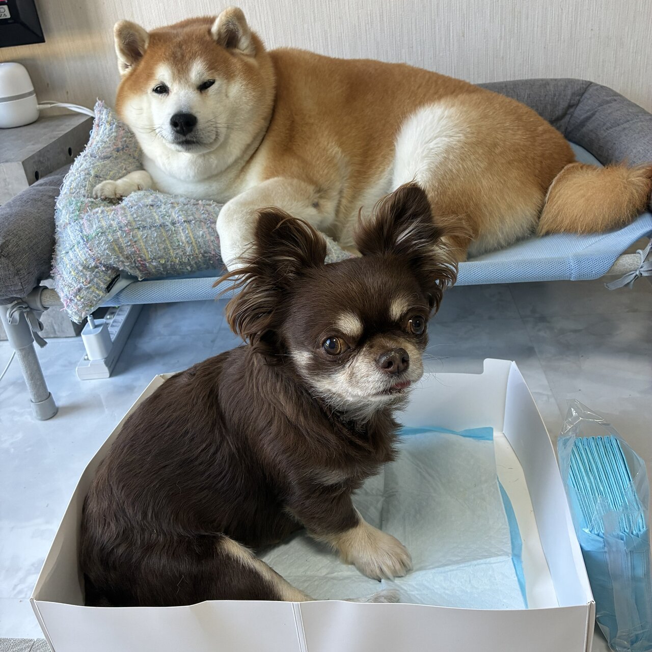 ペット用の防災セットの商品で用を足す犬