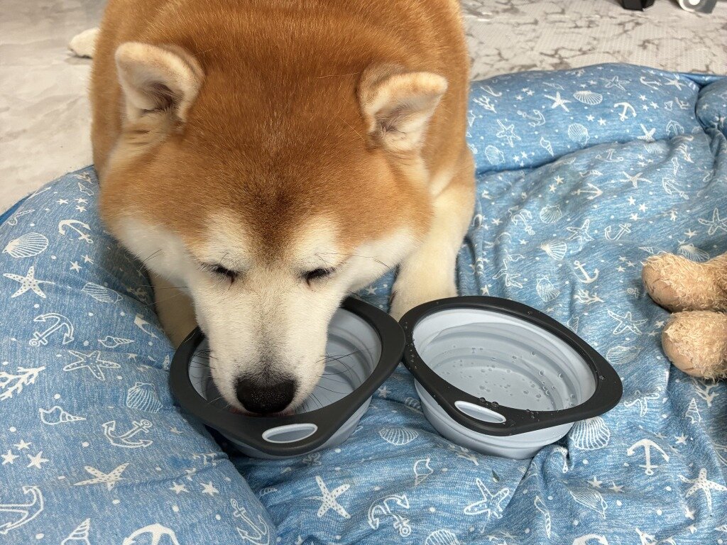 ご飯を食べる柴犬