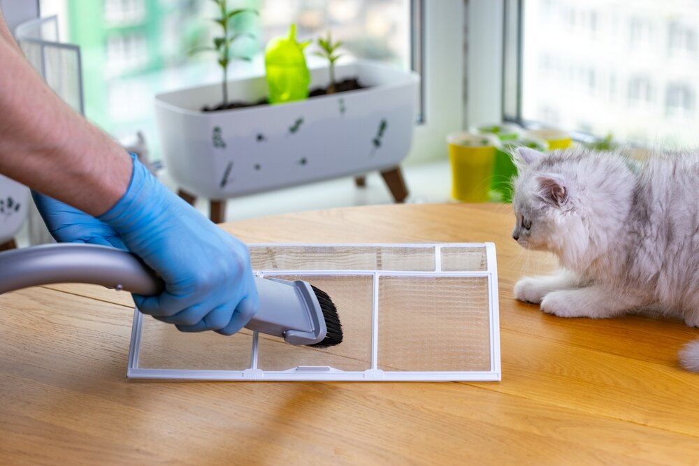 フィルター掃除を見る猫