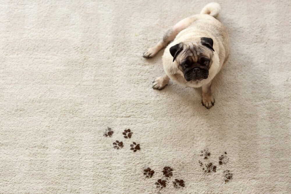 カーペットについたペットの足跡