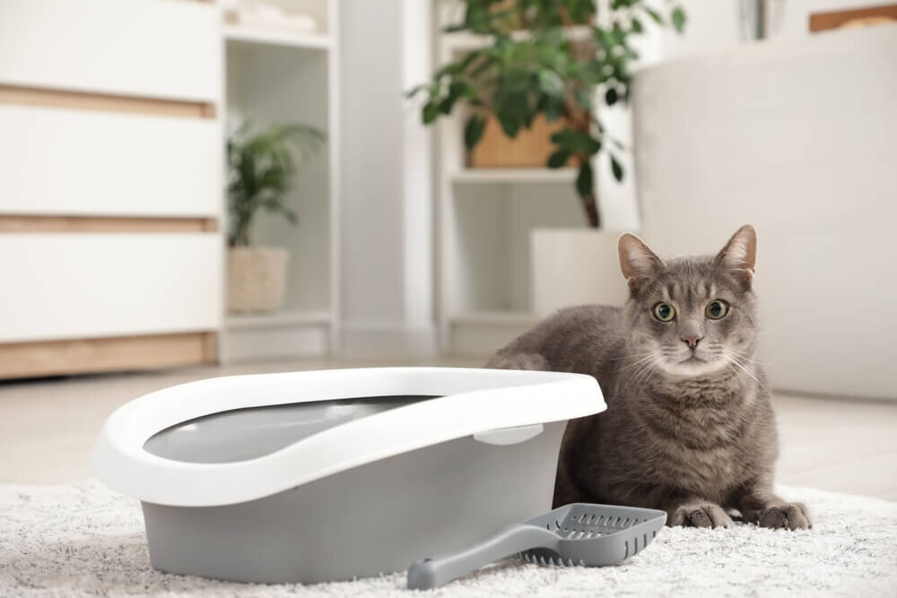 リビングに置かれたトイレの横に座る猫