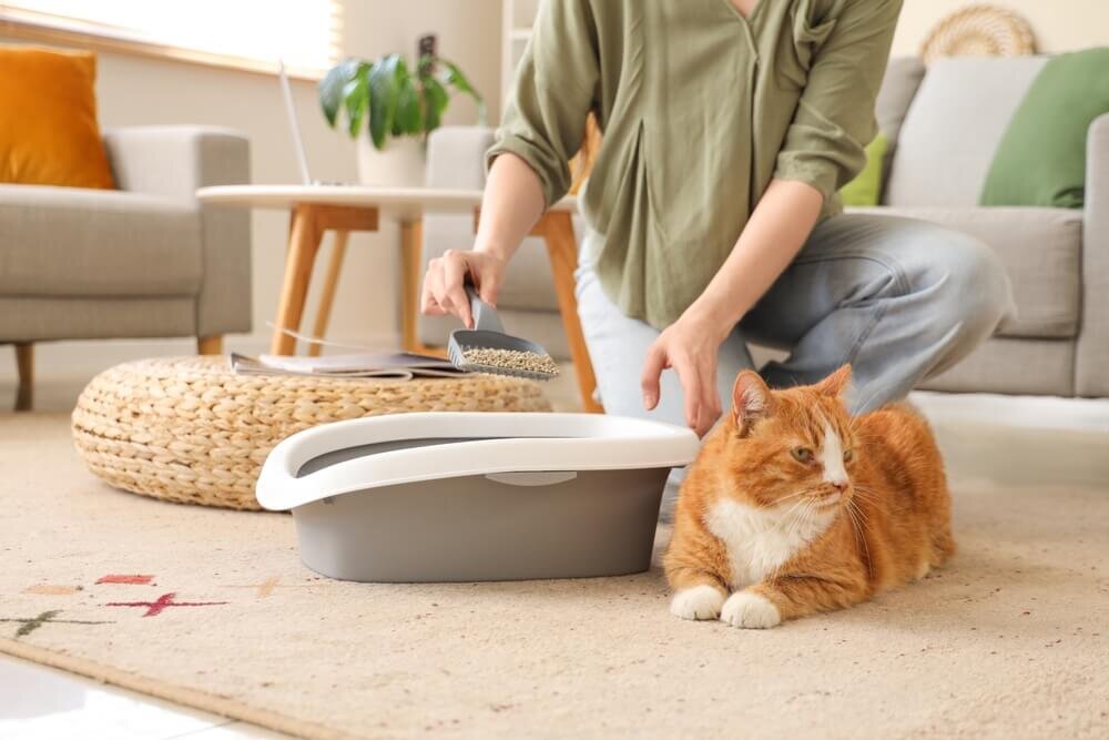 猫のトイレを掃除する女性と横に座る猫