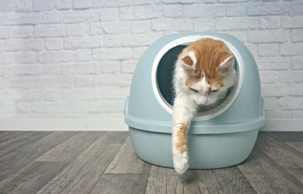 フード付きのトイレの中から顔を出す猫