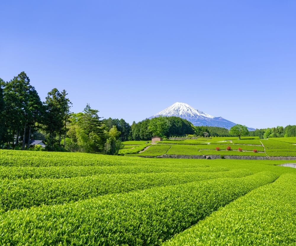 富士山と茶畑