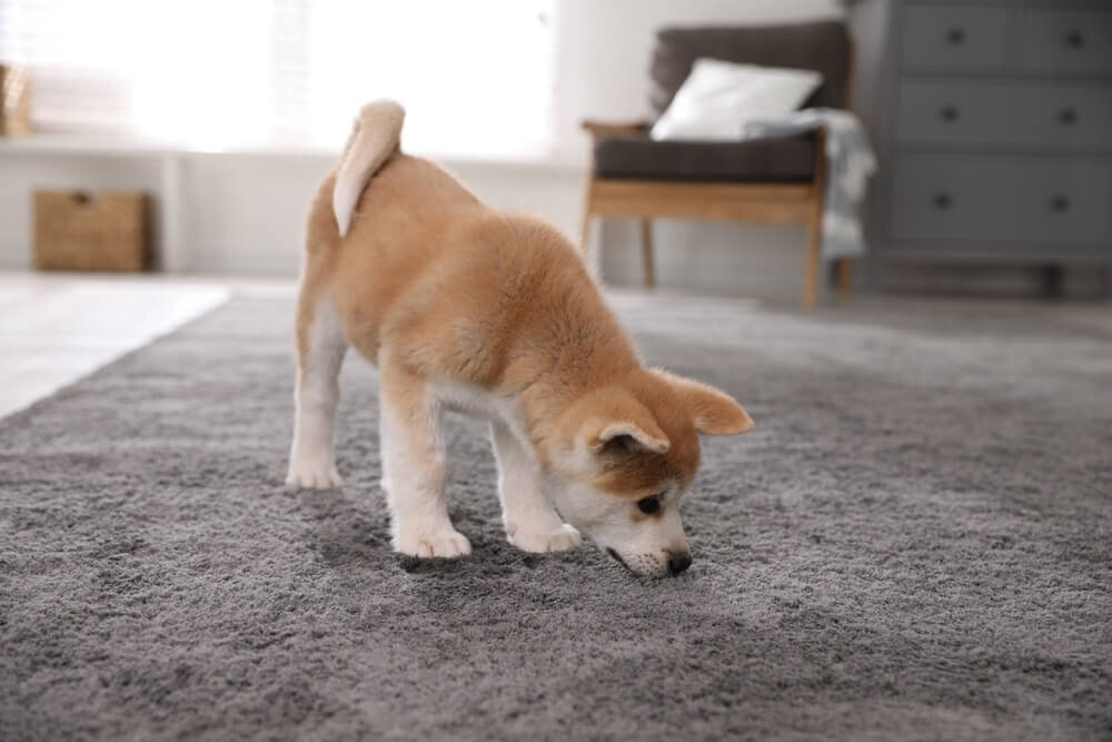 カーペットの上を歩く柴犬