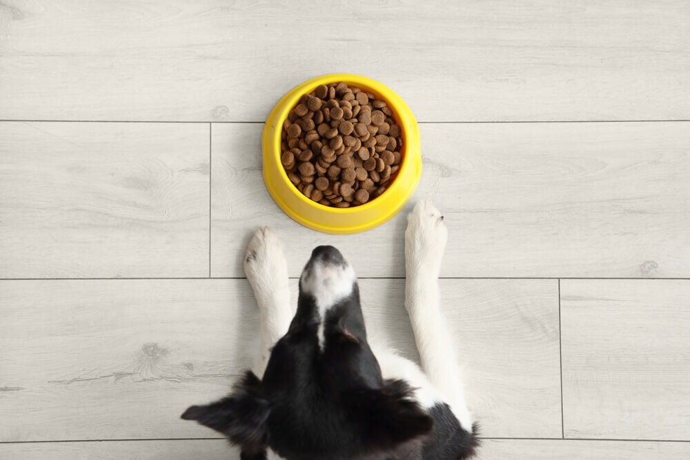ドッグフードが盛られた器の前に座る犬