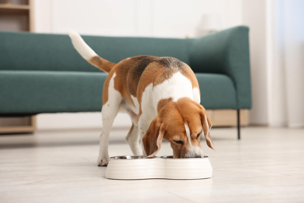 ドッグフードを食べる犬