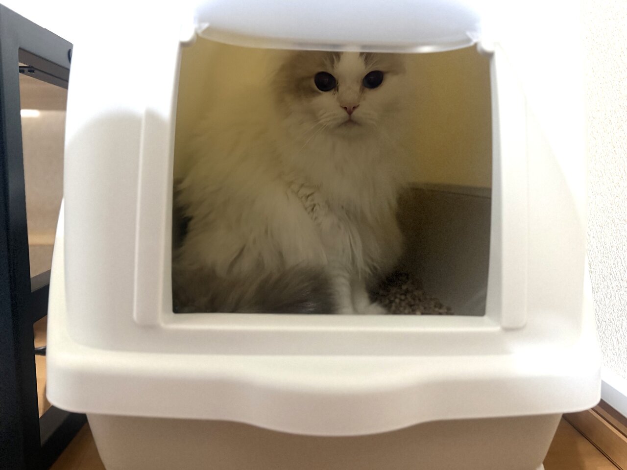 「炭脱臭ファン付き猫トイレ」に入っている猫