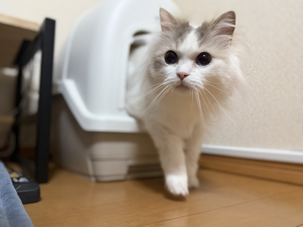 「炭脱臭ファン付き猫トイレ」から出てくる猫