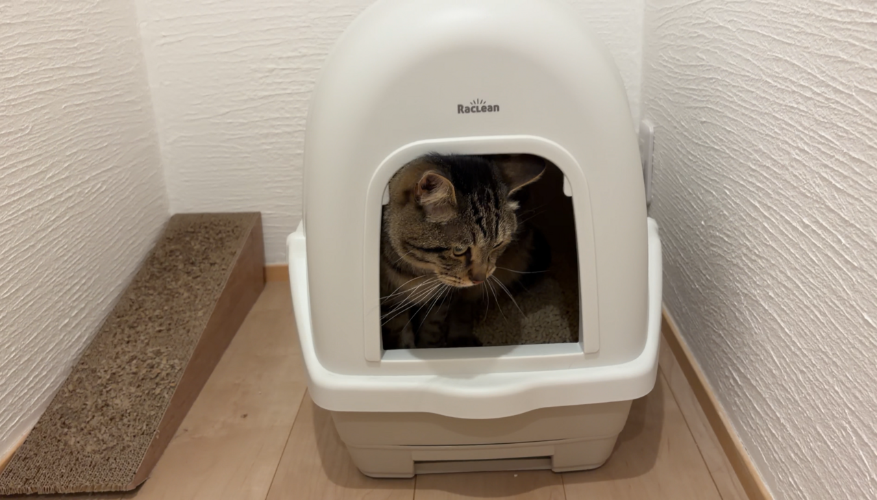 トイレ中の猫