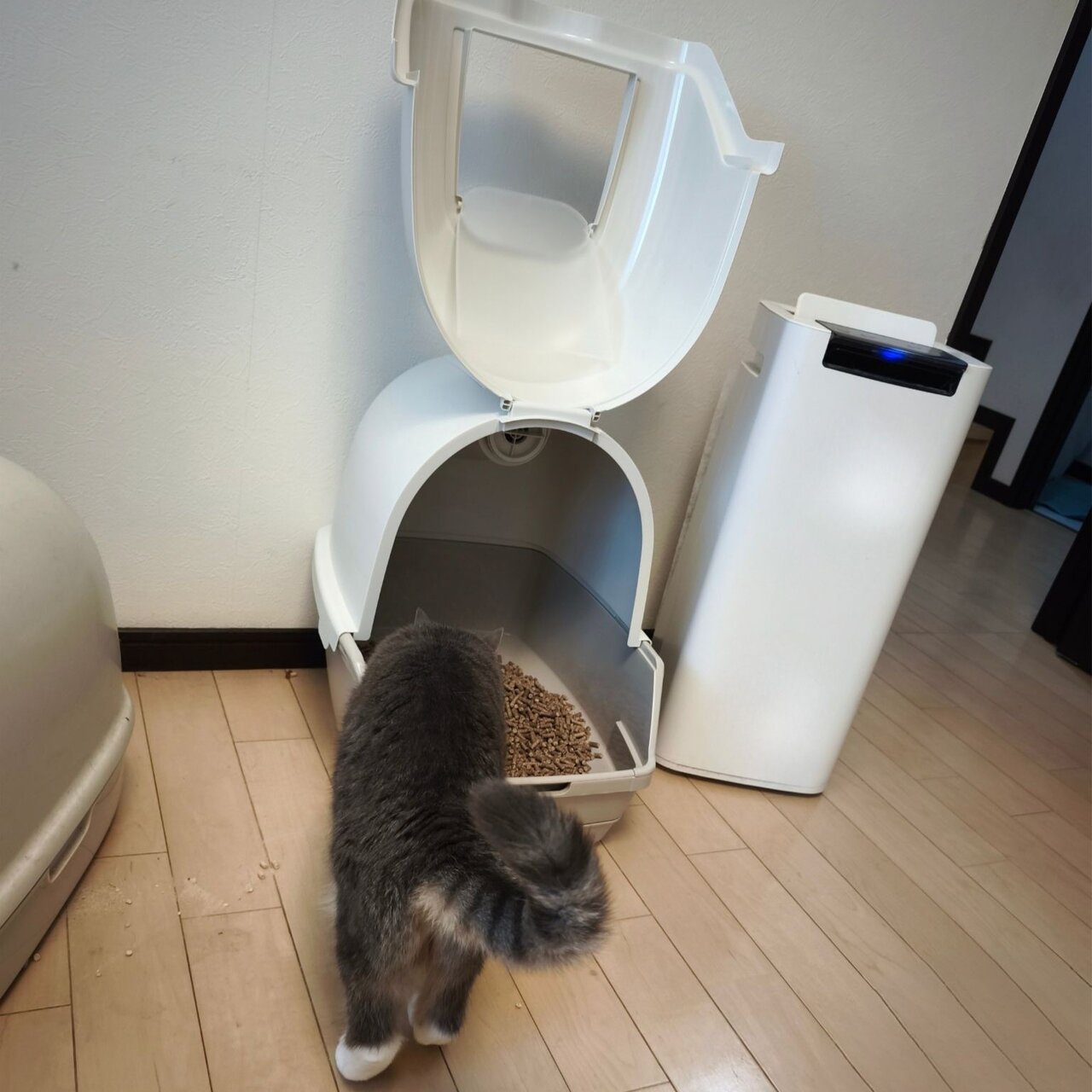 トイレの様子をうかがう猫