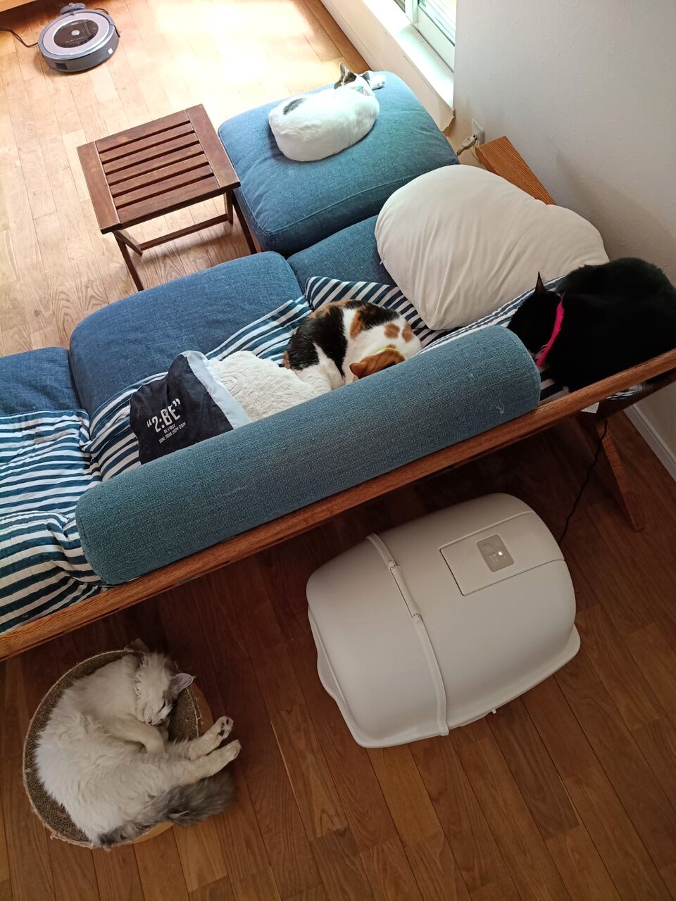4匹の猫