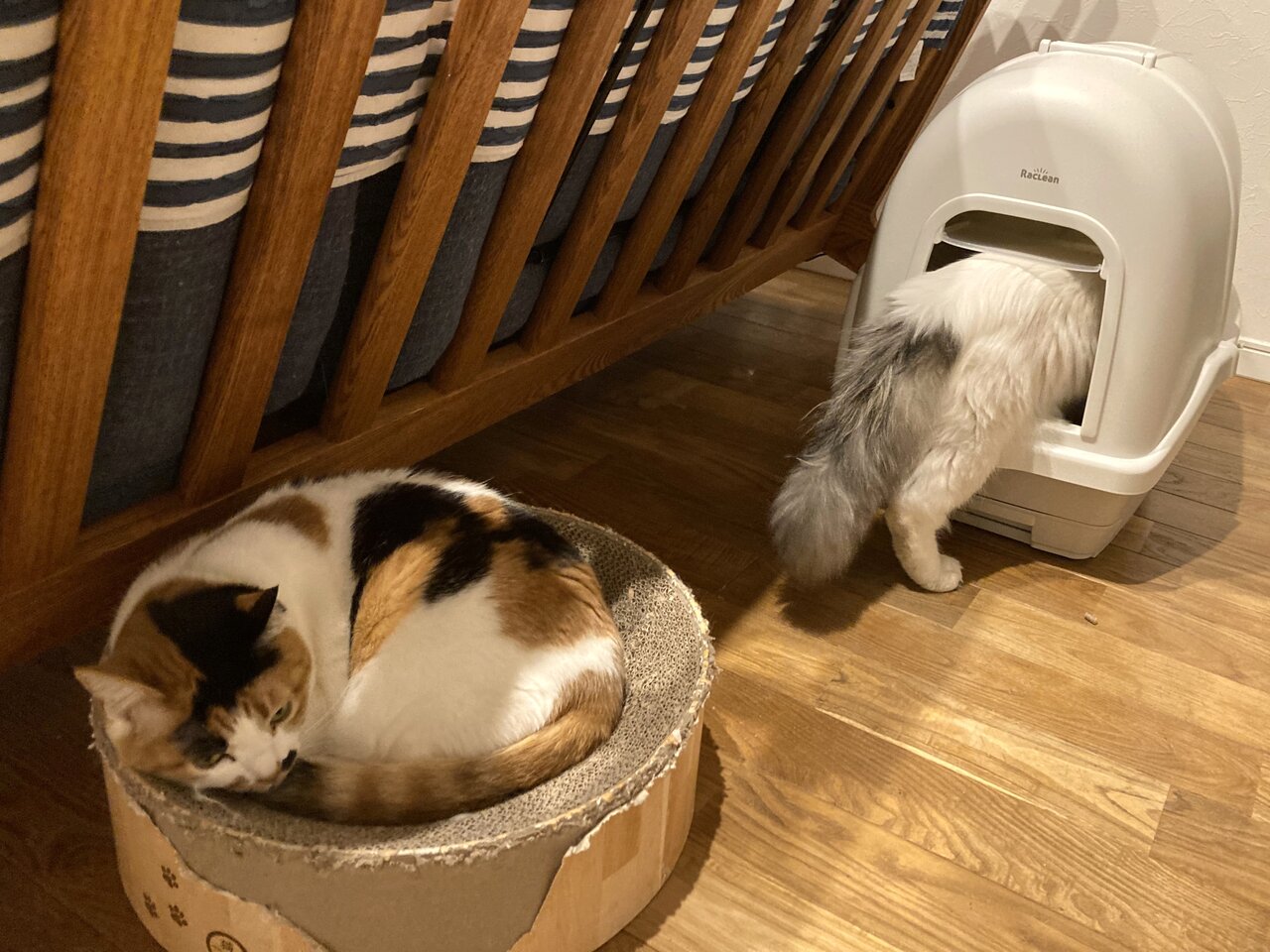 トイレに入っていく猫