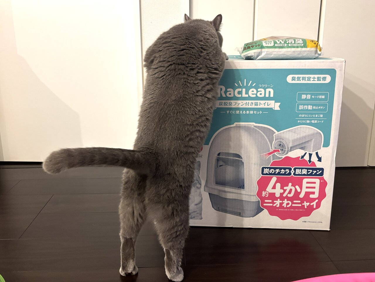 段ボールにつまかる猫