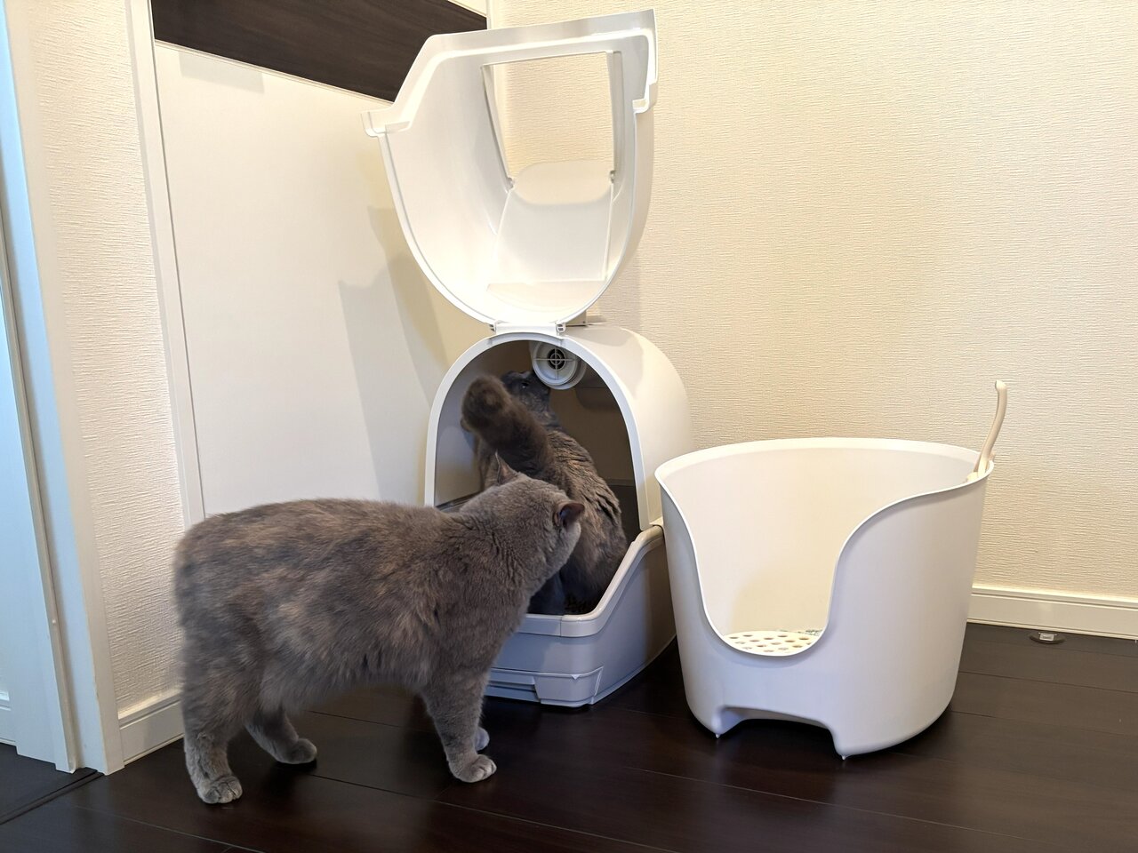トイレをのぞく猫