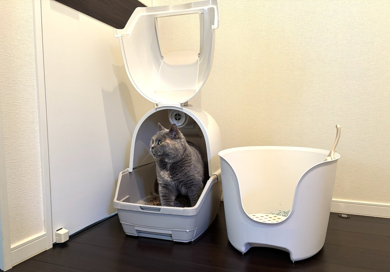 トイレ中の猫