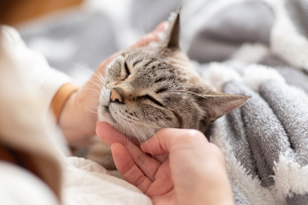 猫をなでる飼い主
