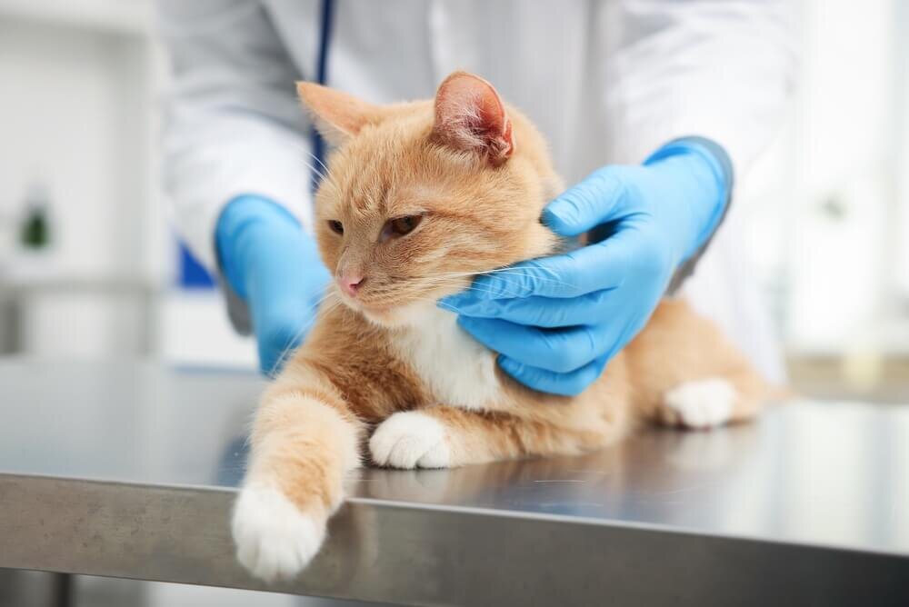 動物病院で診察を受ける猫