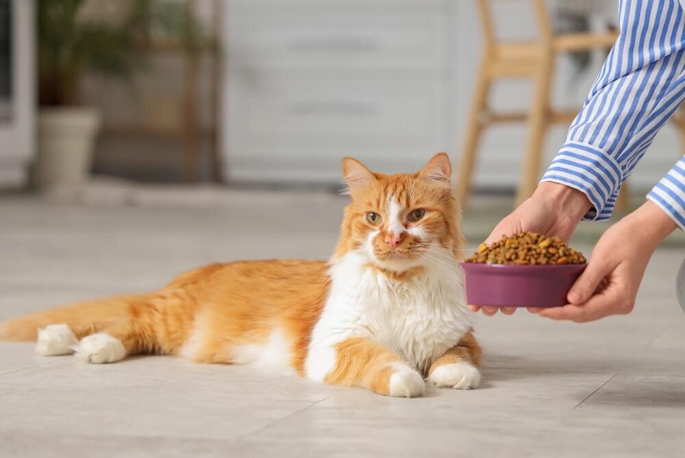 猫にペットフードを与える飼い主
