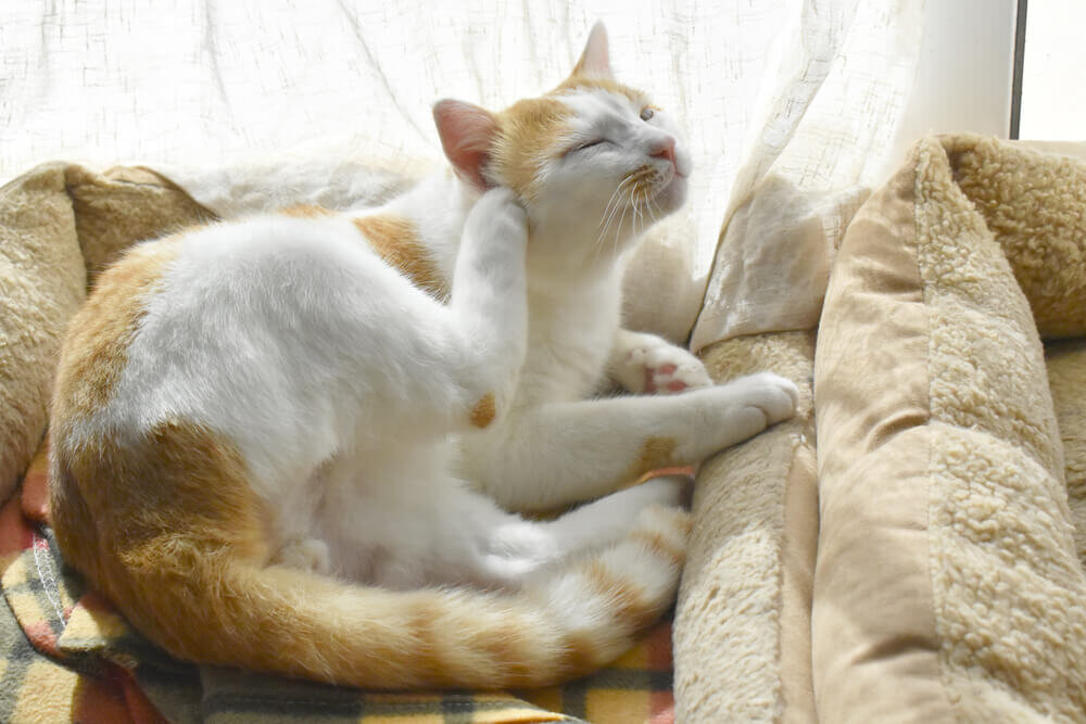 耳の下をかく猫