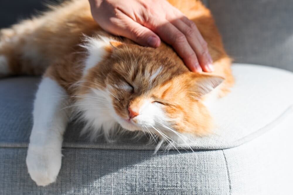 ソファに座る猫をなでる飼い主