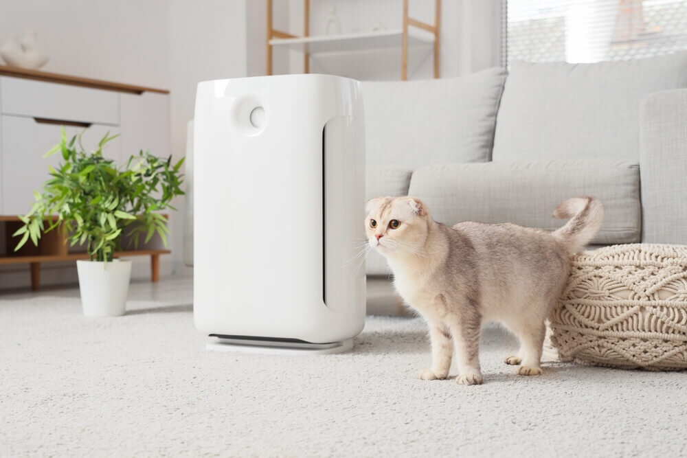 猫がいる部屋に置かれた空気清浄機