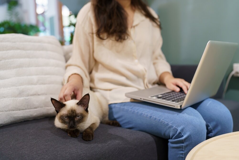 猫を撫でながらソファで作業をする人