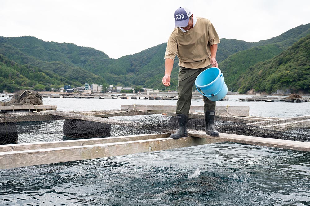 下亟さんが生け簀で育てている養殖ふぐにえさをまいている様子