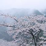 【国内随一の桜名所】吉野に咲き乱れる桜は南朝で散った武士たちの魂
