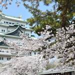 【桜と城は最強コラボ!】名城ゆかりの桜イベント5選