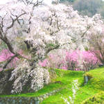 【いよいよ桜シーズン到来!】あの武将も愛した!?戦国武将ゆかりの花見まとめ
