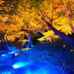 紅葉と歴史が気軽に楽しめる!この秋行きたい都内の大名庭園