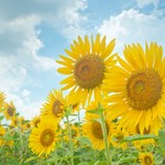 夏を代表する花、ひまわりを子どもと一緒に身近なもので工作してみよう♪