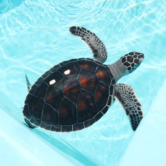 Part2　美しい海を守る アオウミガメの保全活動レポート