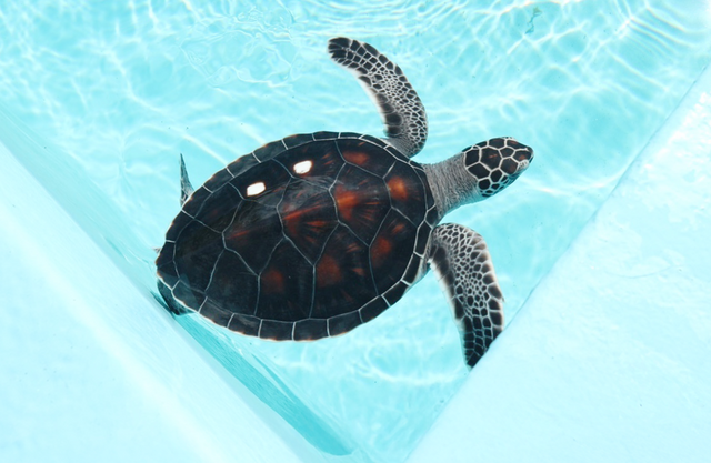 Part2 Protecting the Beautiful Sea  Green Sea Turtles Conservation Activity Report 