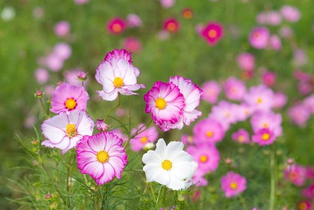 ガーデニングダイアリー ９月の庭仕事 ガーデニングニュース Net