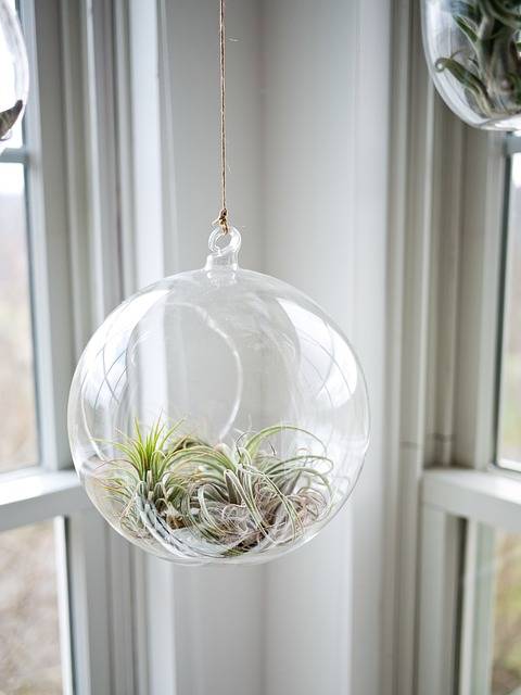 Free photo: Plant, Glass, Glasshouse - Free Image on Pixabay - 690998 (924)