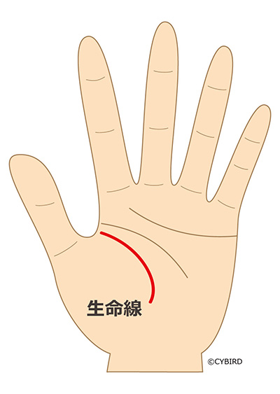 生命線が短い場合