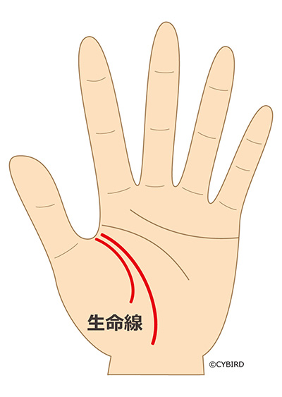 生命線が2本ある場合