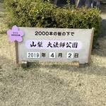 山梨県が誇る桜の名所 「大法師さくら祭り」ご紹介します