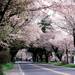 日光街道桜並木|観光情報検索 | とちぎ旅ネット