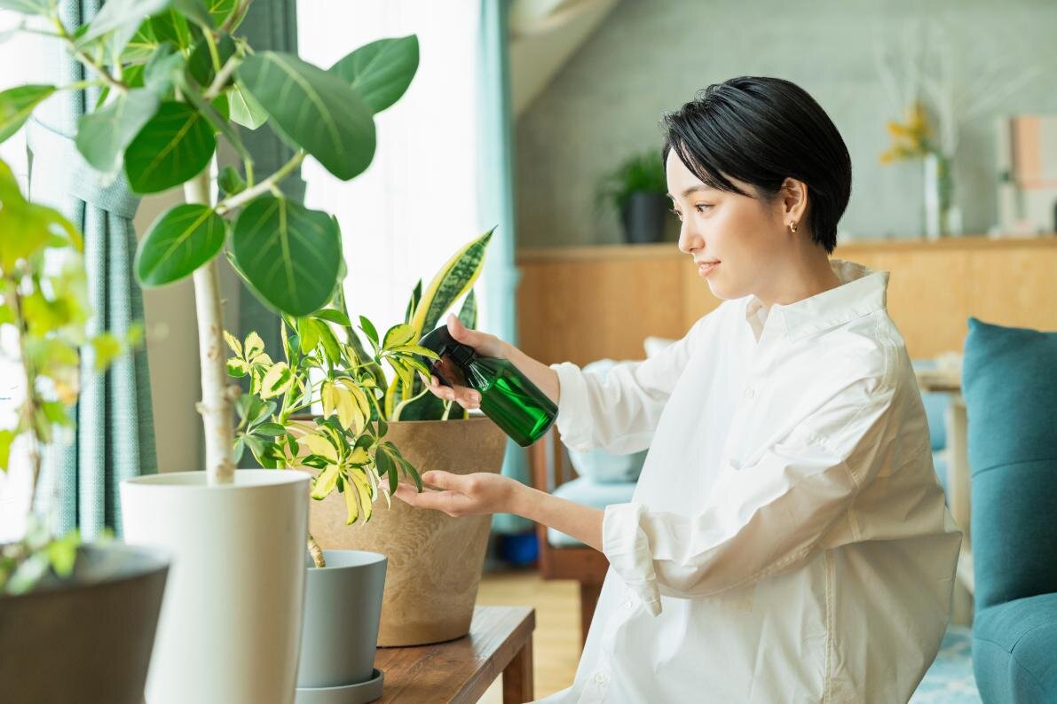 観葉植物に水をやる女性