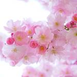 芦田愛菜さん”超名門私立中学校”に合格“ 昨夏から芸能活動セーブで1日12時間の猛勉強|名子役から実力派女優へ